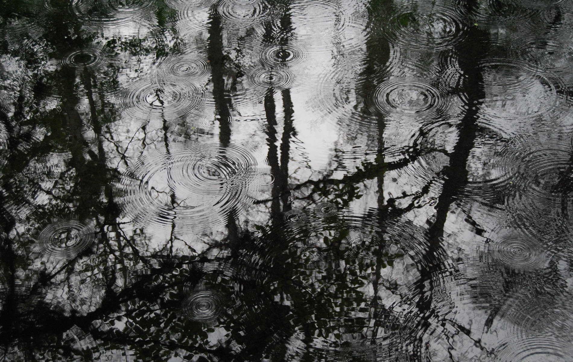 Dark Forest Rain Droplets Background