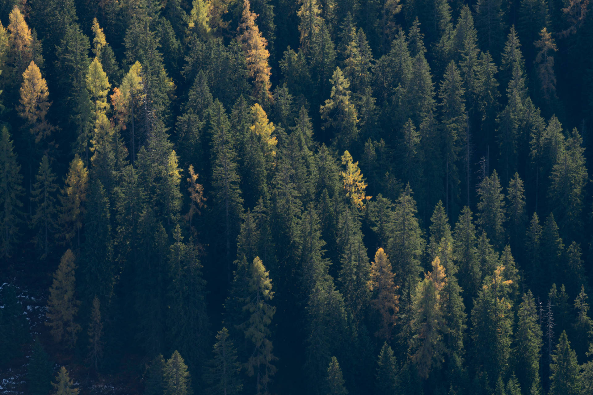 Dark Forest Spruce Background