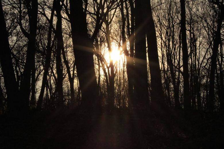 Dark Forest Sunlight For Iphone Background