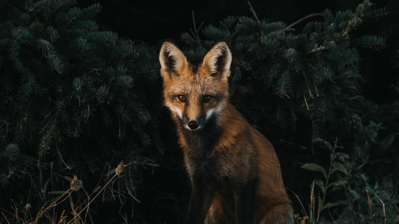 Dark Fox Pc Background