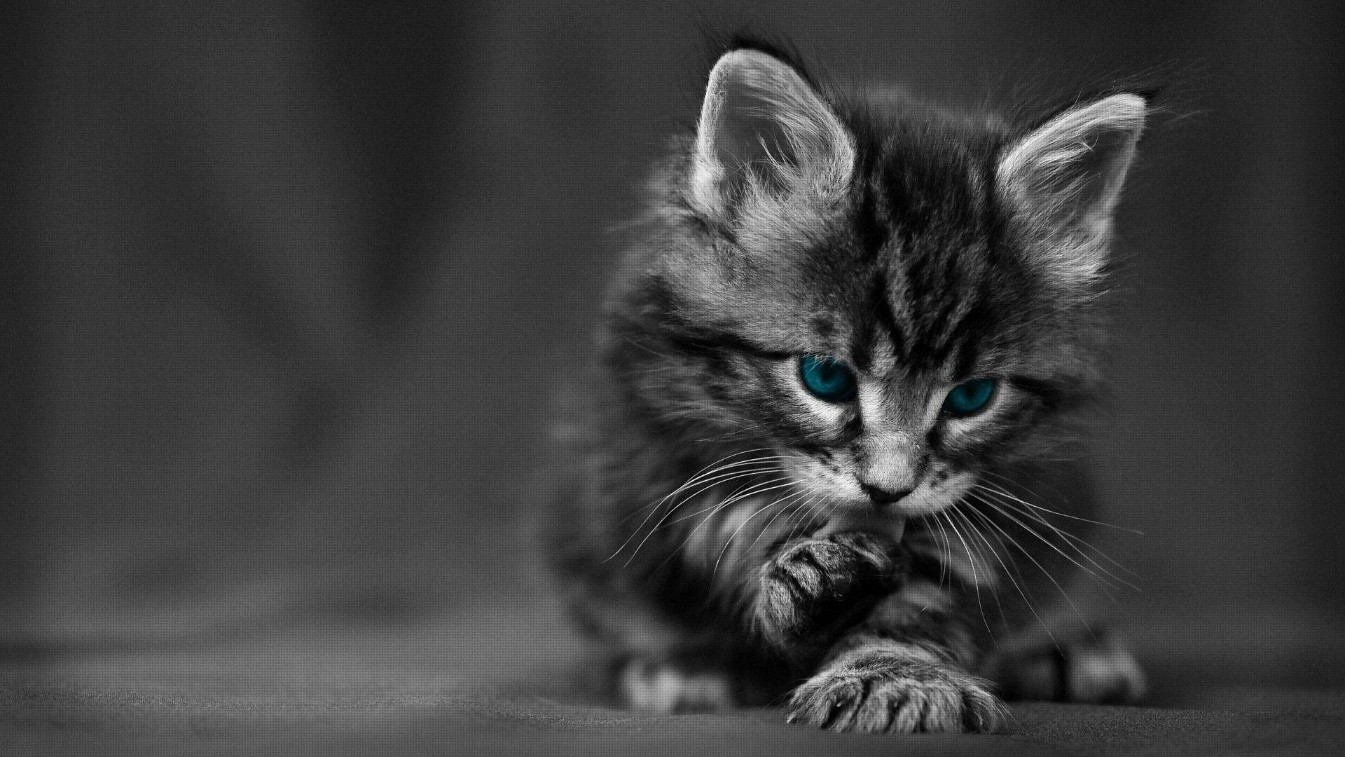 Dark Girly Cat With Blue Eyes Background