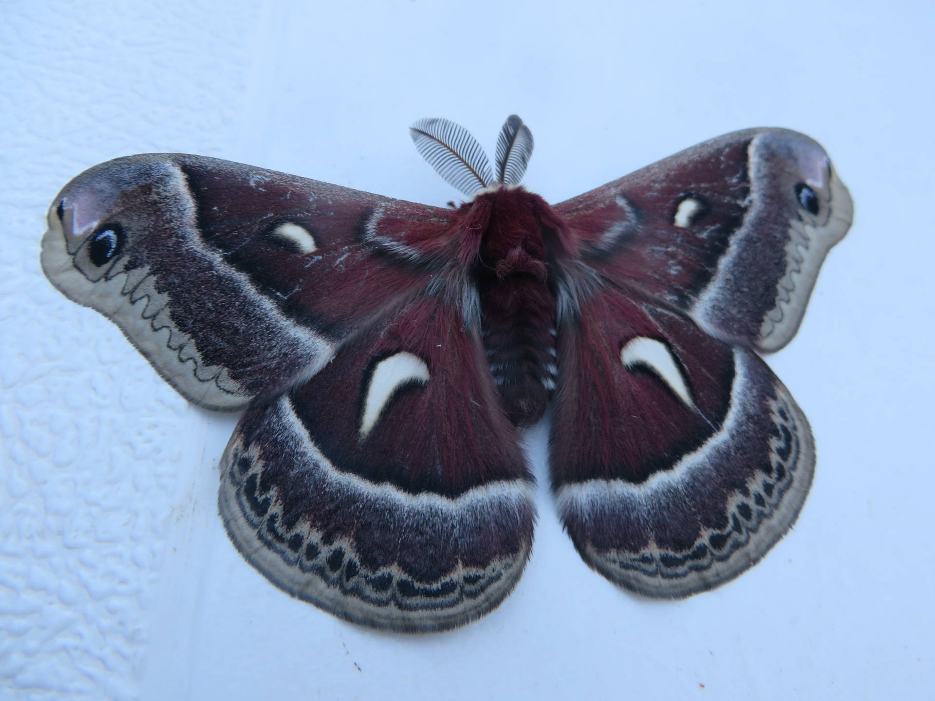 Dark Glover's Silkmoth Canada Insect Big Background