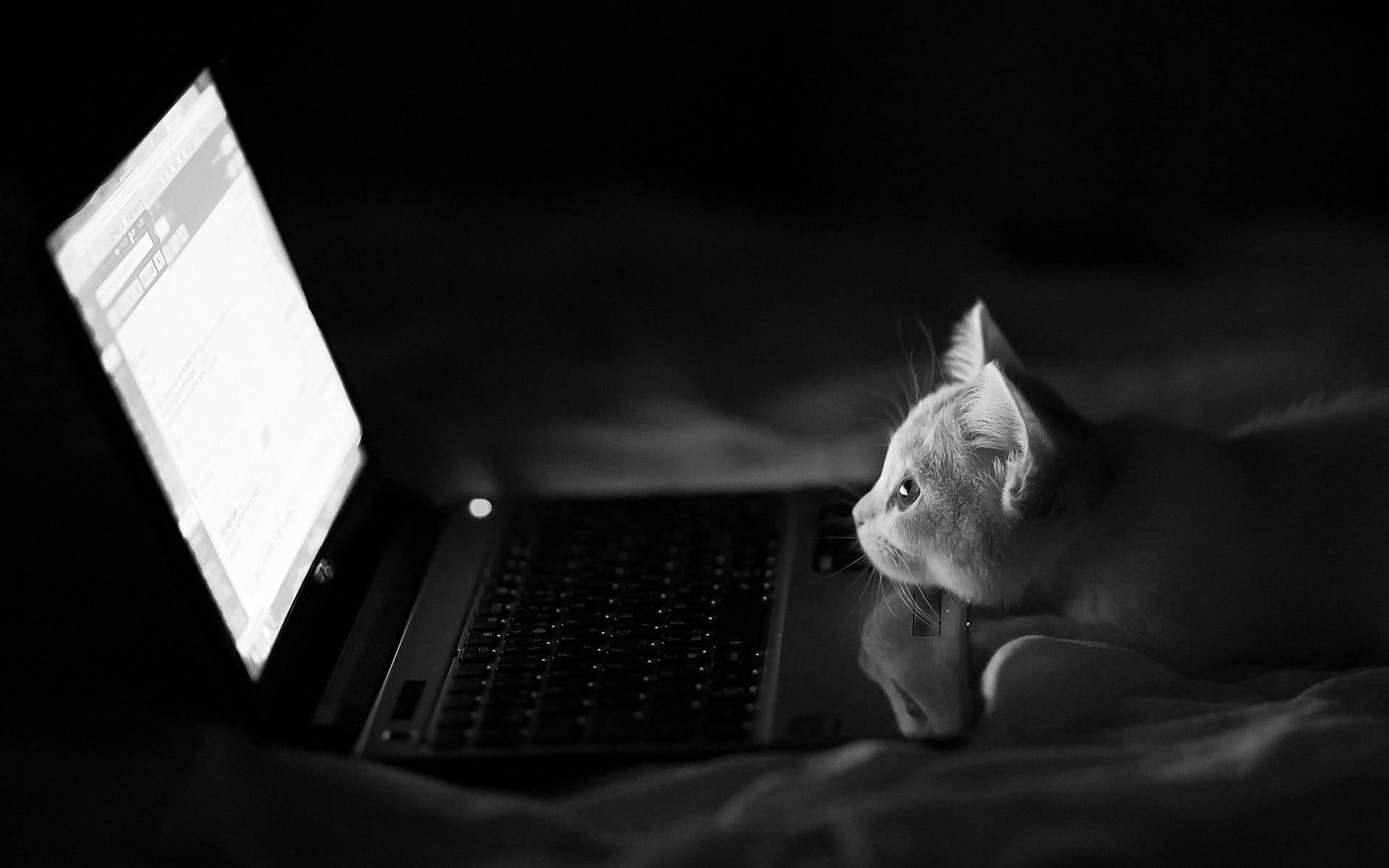 Dark Gray Cat Looking At Computer Background