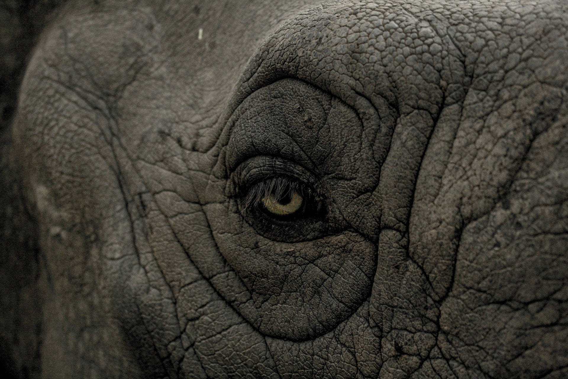 Dark Gray Elephant Eye Background