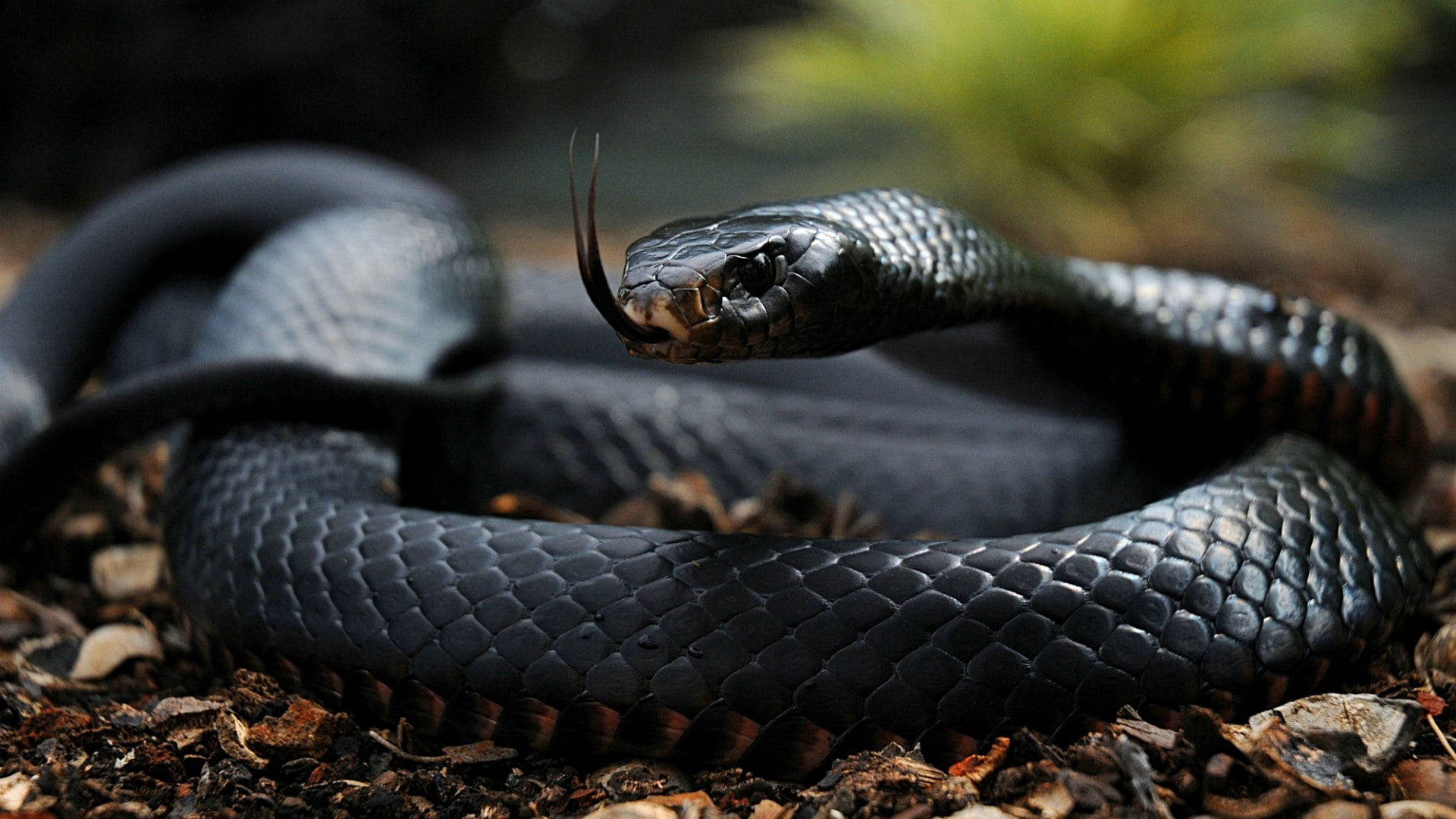 Dark Gray Lustrous Black Mamba Snake Background