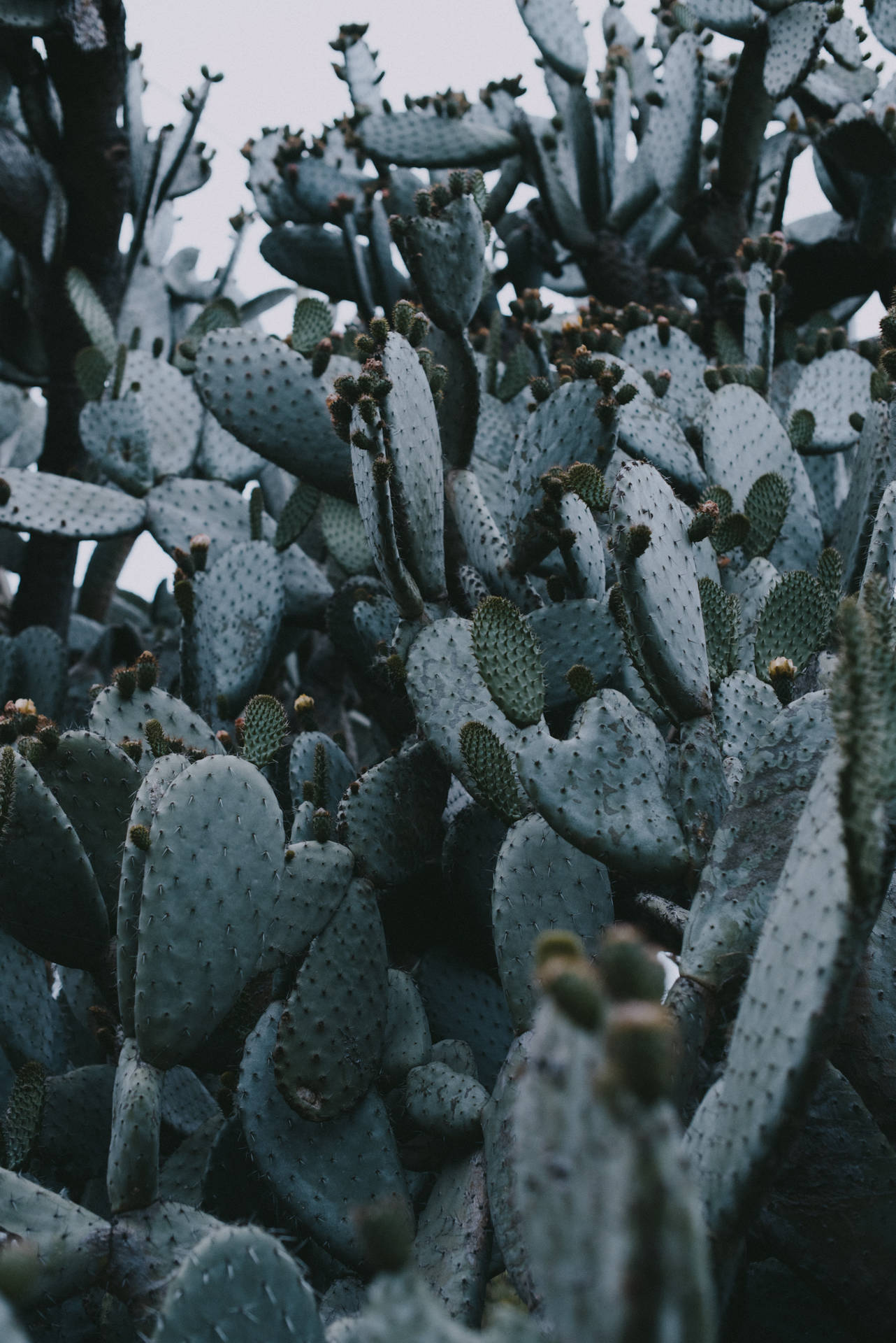 Dark Gray Prickly Pear Cactus Background