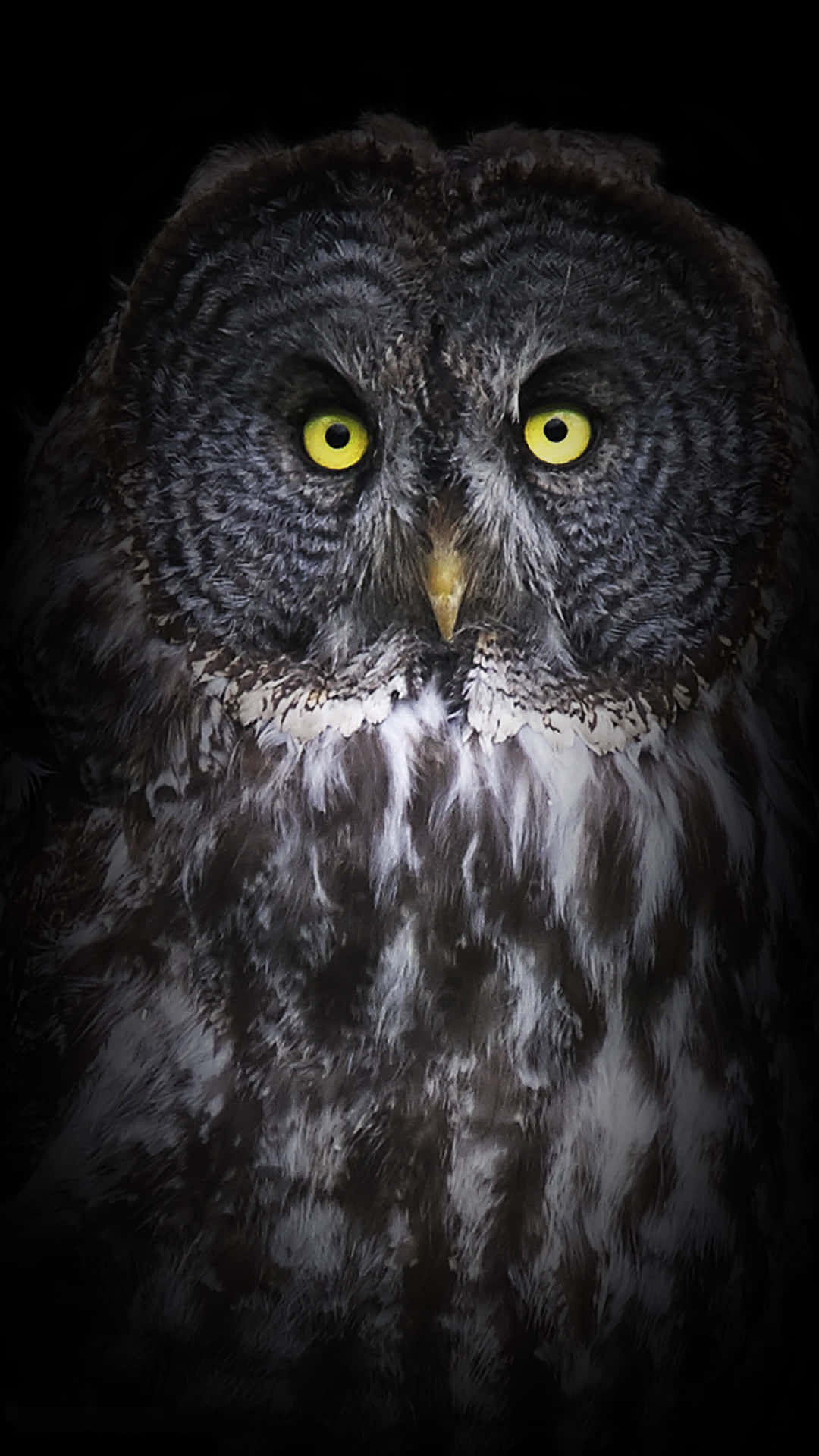 Dark Great Grey Owl Phone Background