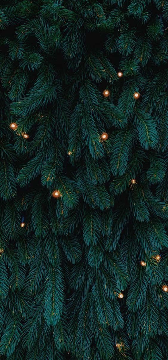Dark Green Christmas Tree Background