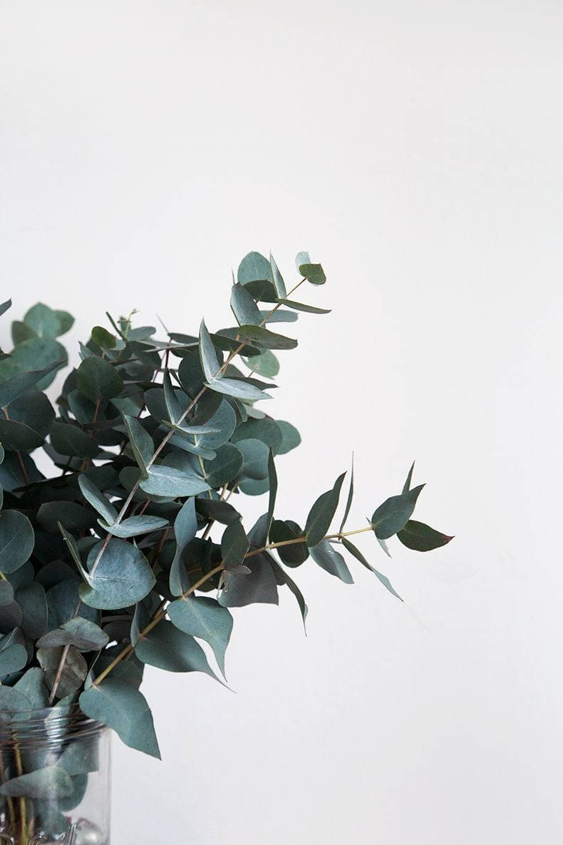 Dark Green Coin-shaped Eucalyptus Leaves Background