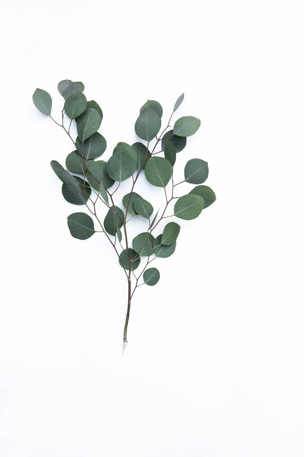 Dark Green Eucalyptus Branch Background