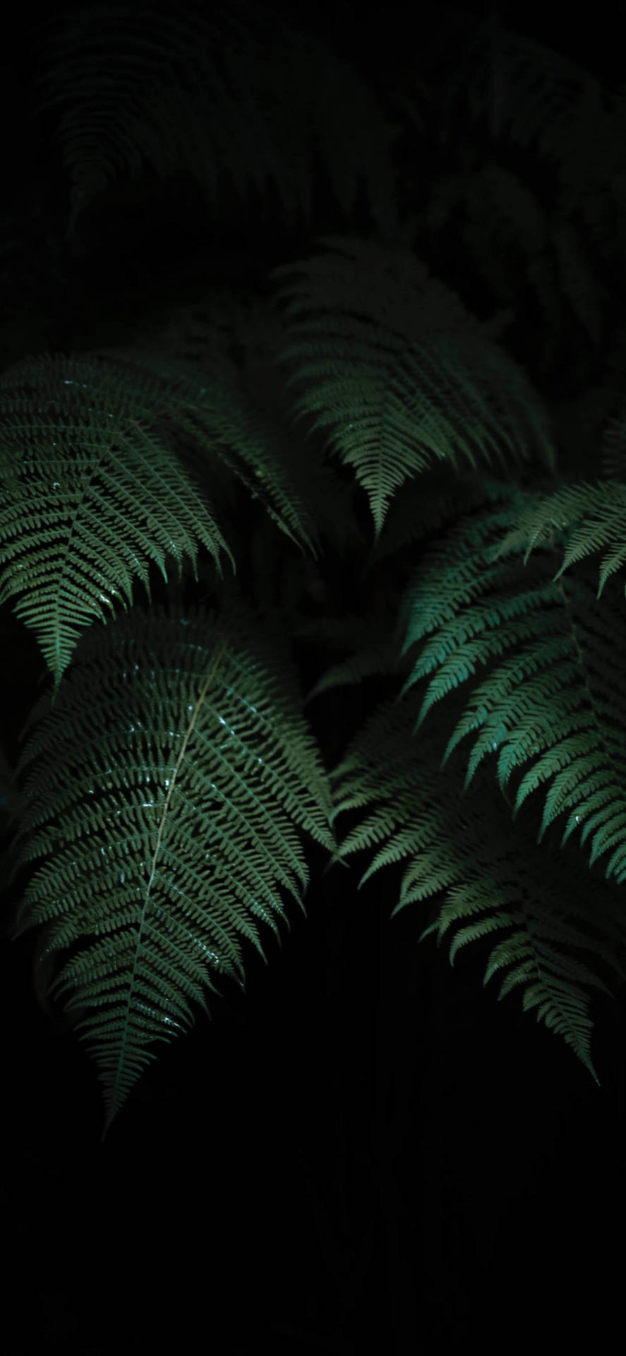 Dark Green Fern Leaves Plants Background