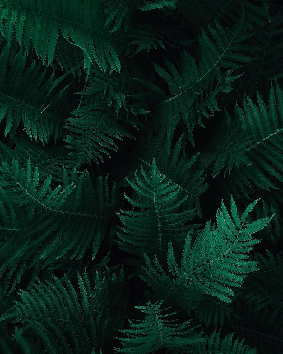 Dark Green Fern Leaves Plants