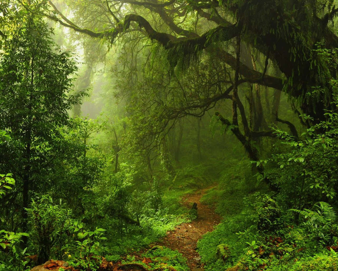 Dark Green Forest 1280 X 1024 Background
