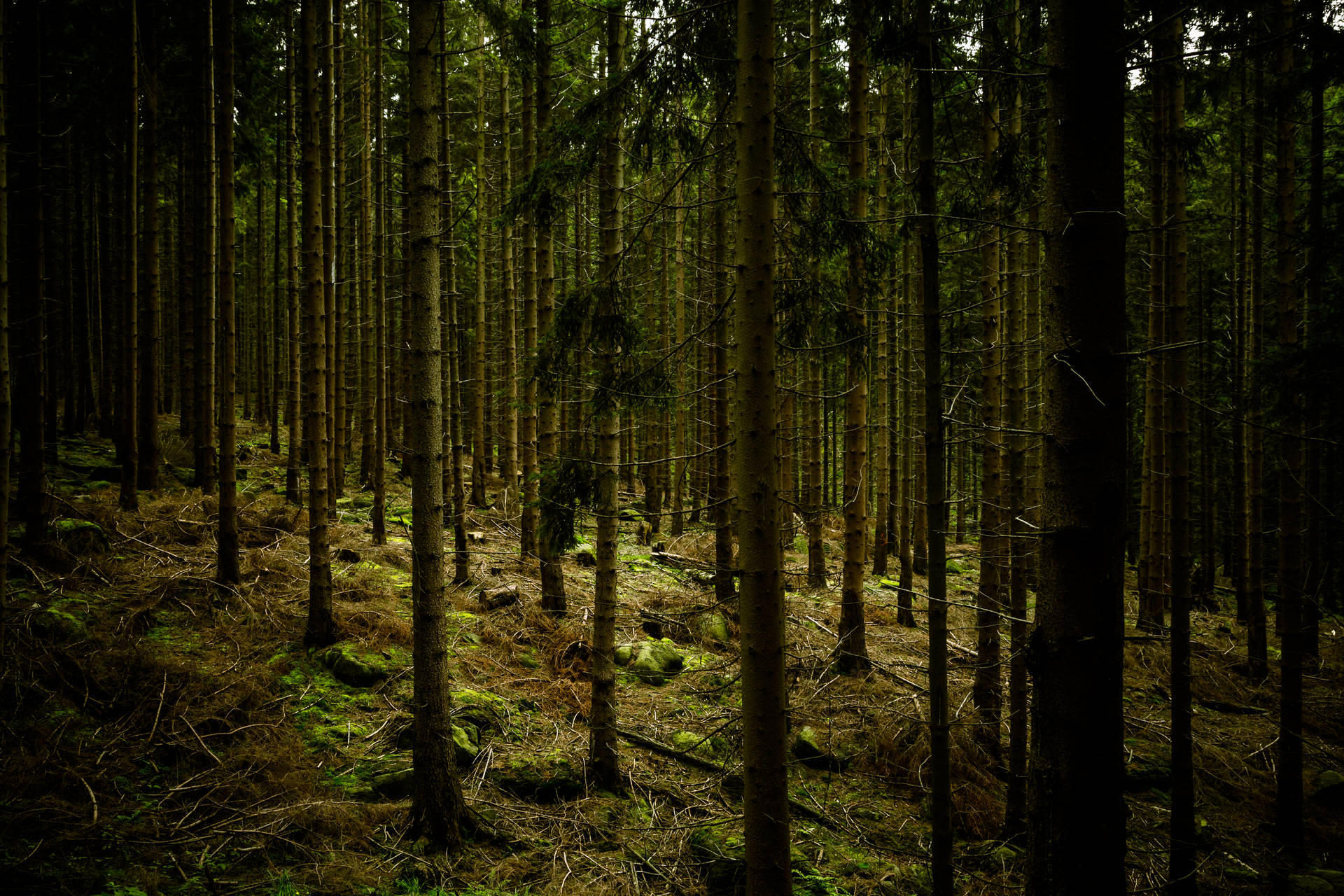 Dark Green Forest Background