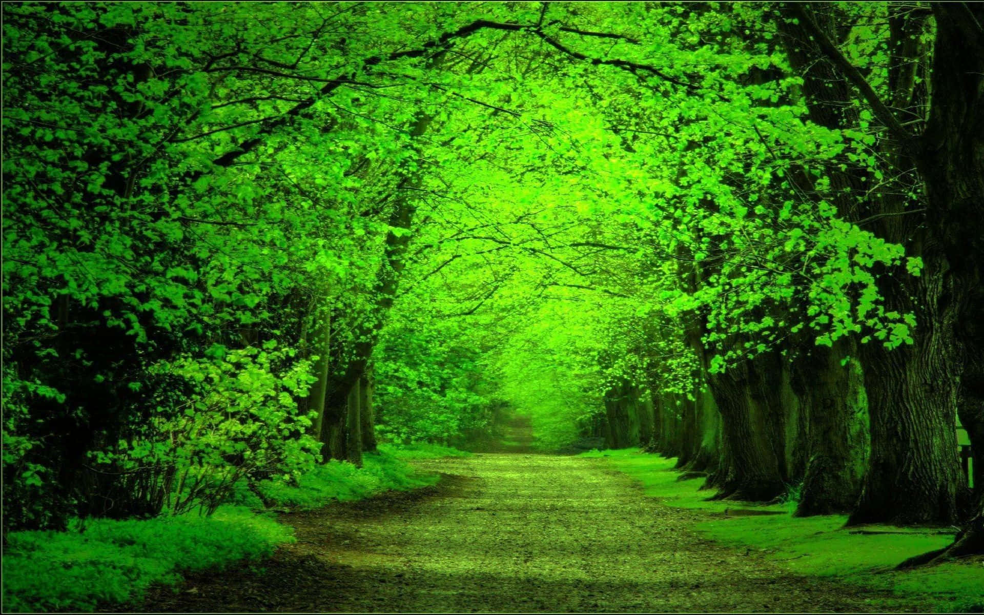 Dark Green Forest With Rays Of Sunshine Background