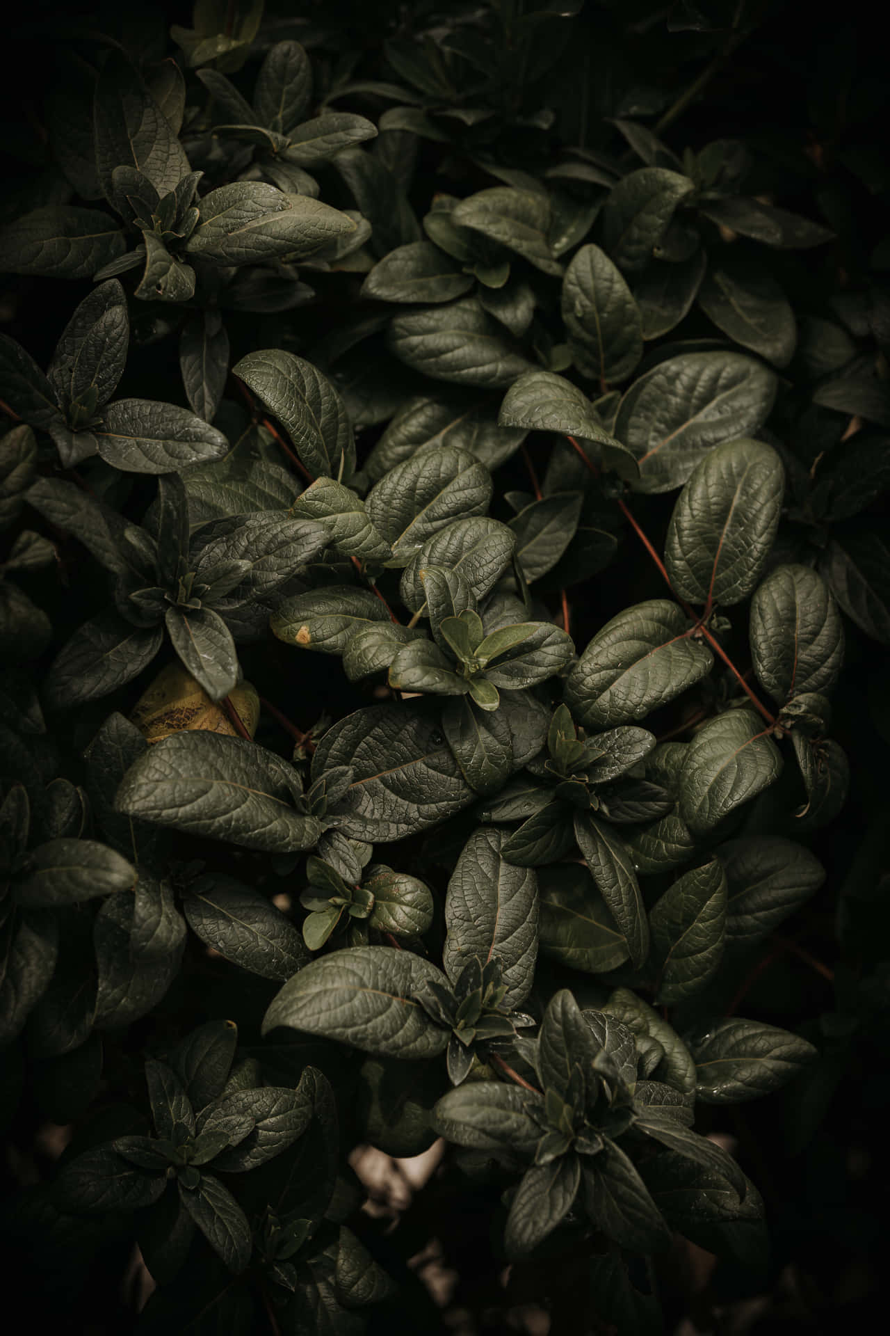 Dark Green Fresh Basil Plant Phone Background