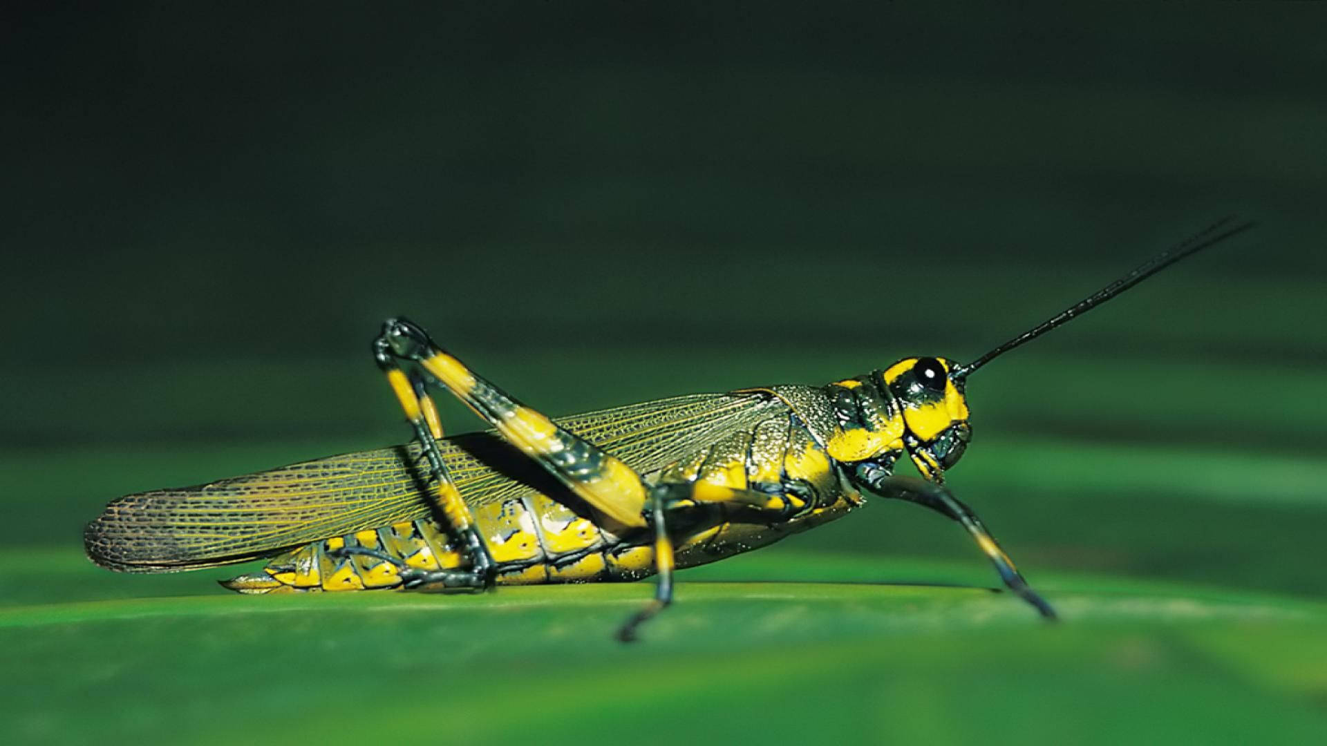 Dark Green Grasshopper