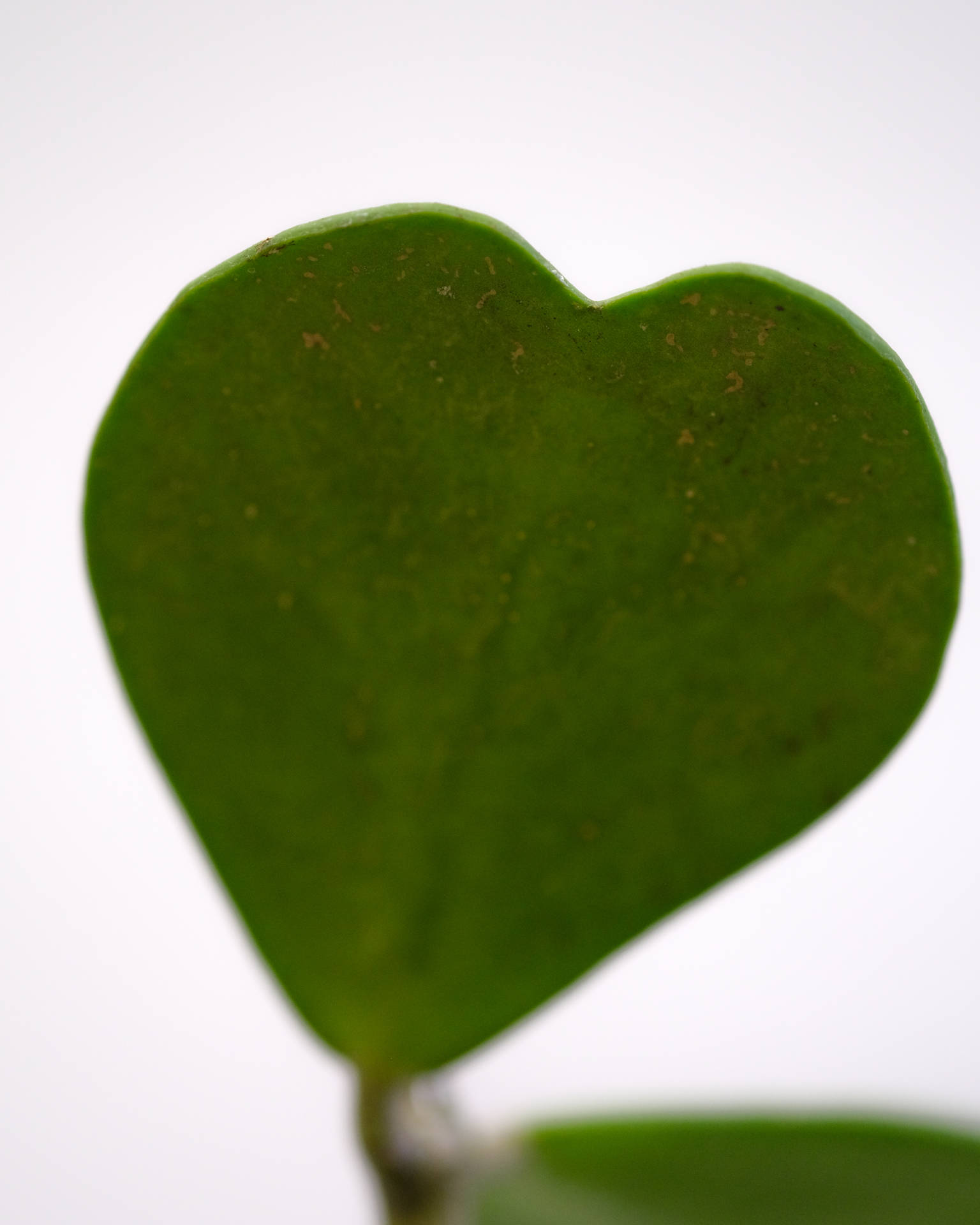 Dark Green Heart Leaf Background