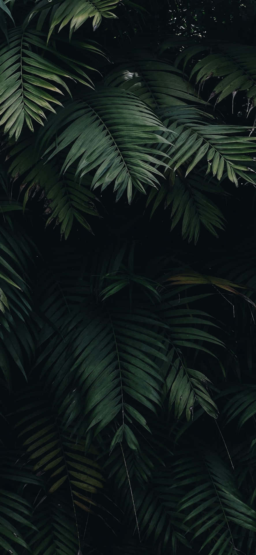 Dark Green Leaf Nature Iphone Background