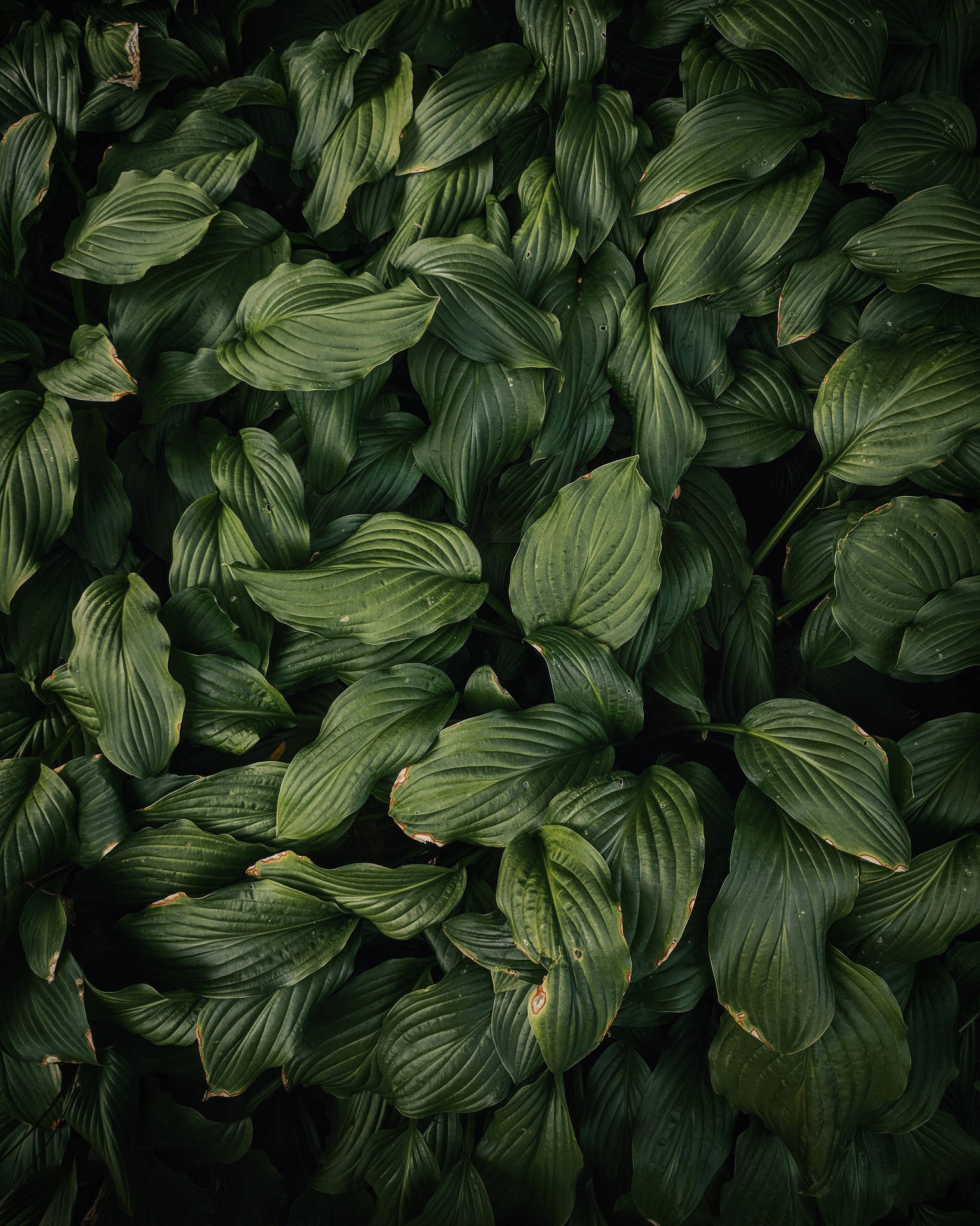 Dark Green Leaves High Angle Background