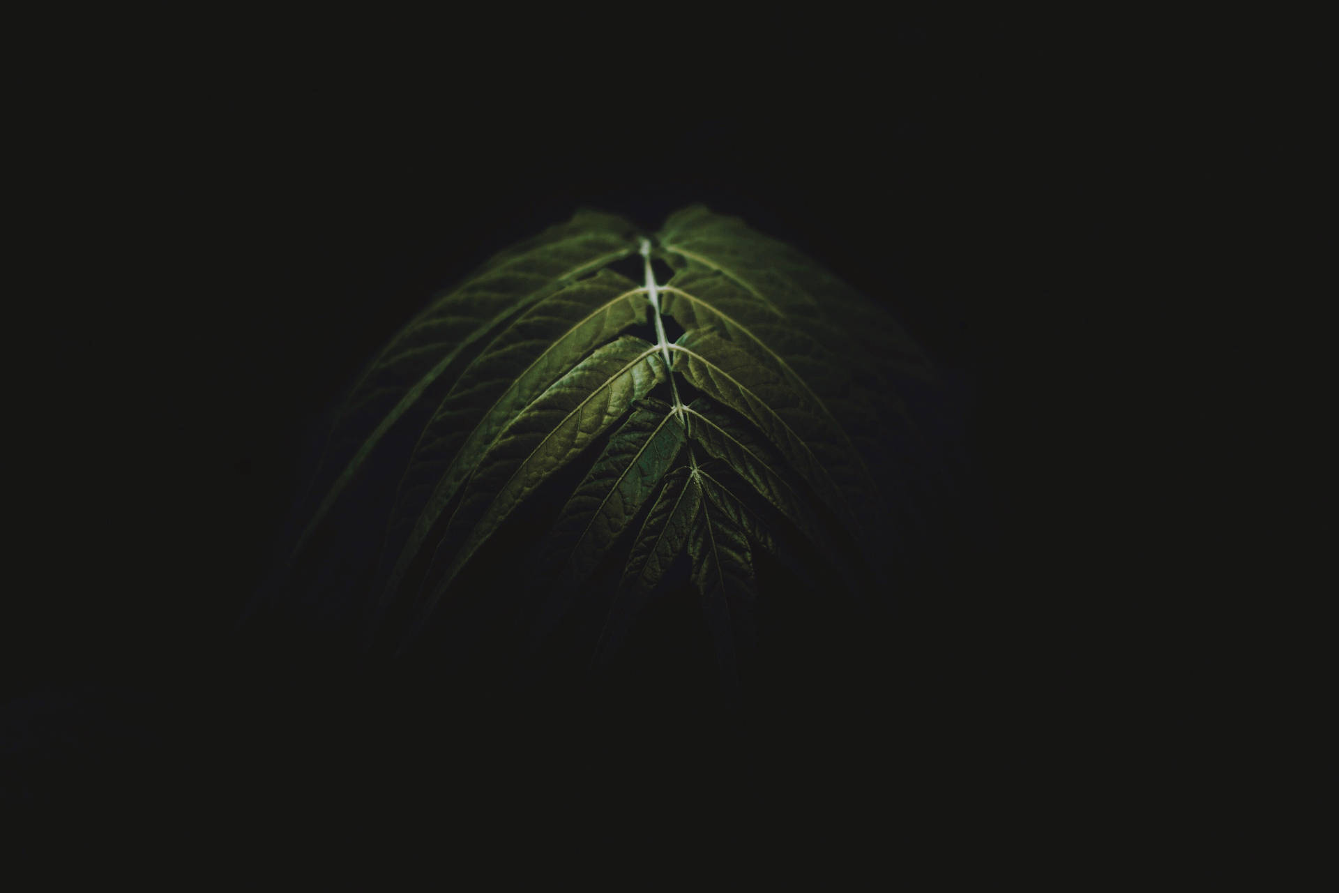 Dark Green Leaves In Dark Background