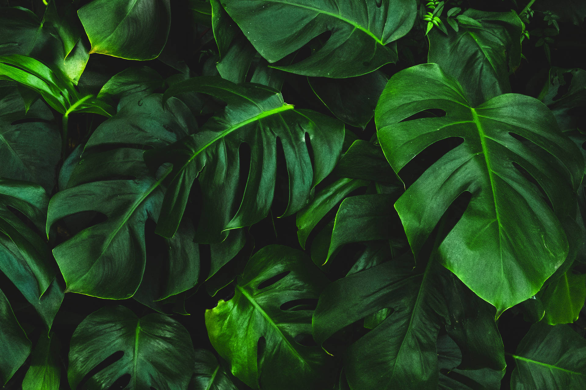 Dark Green Leaves Monstera Plants Background