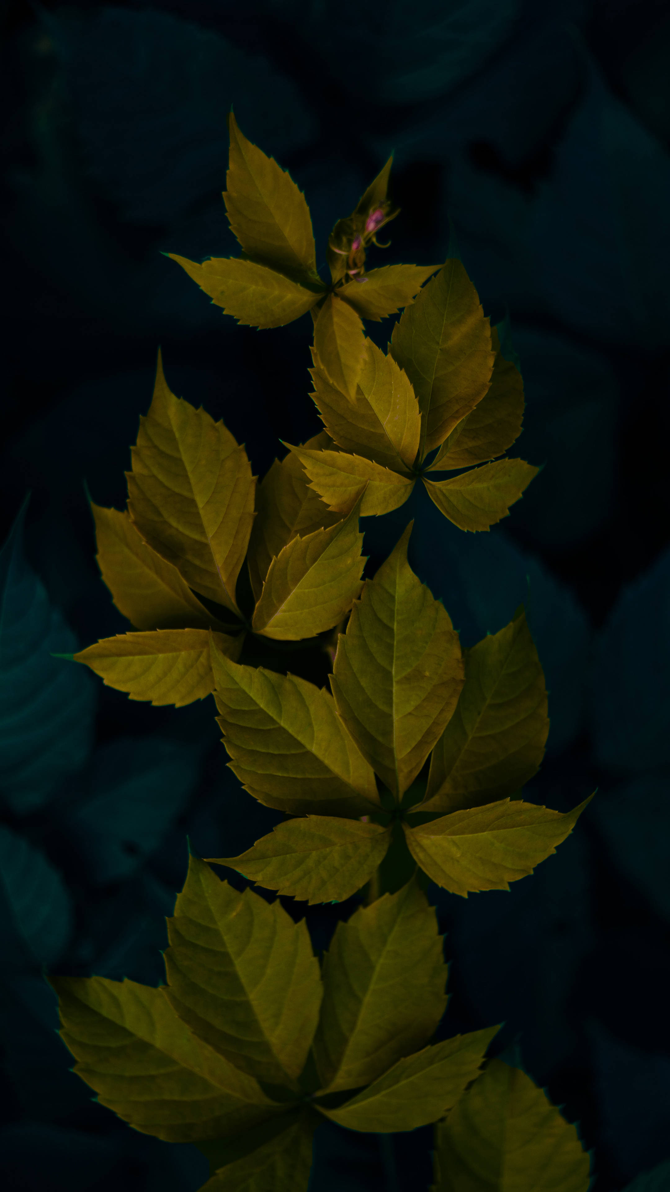 Dark Green Minimalist Plant Leaves