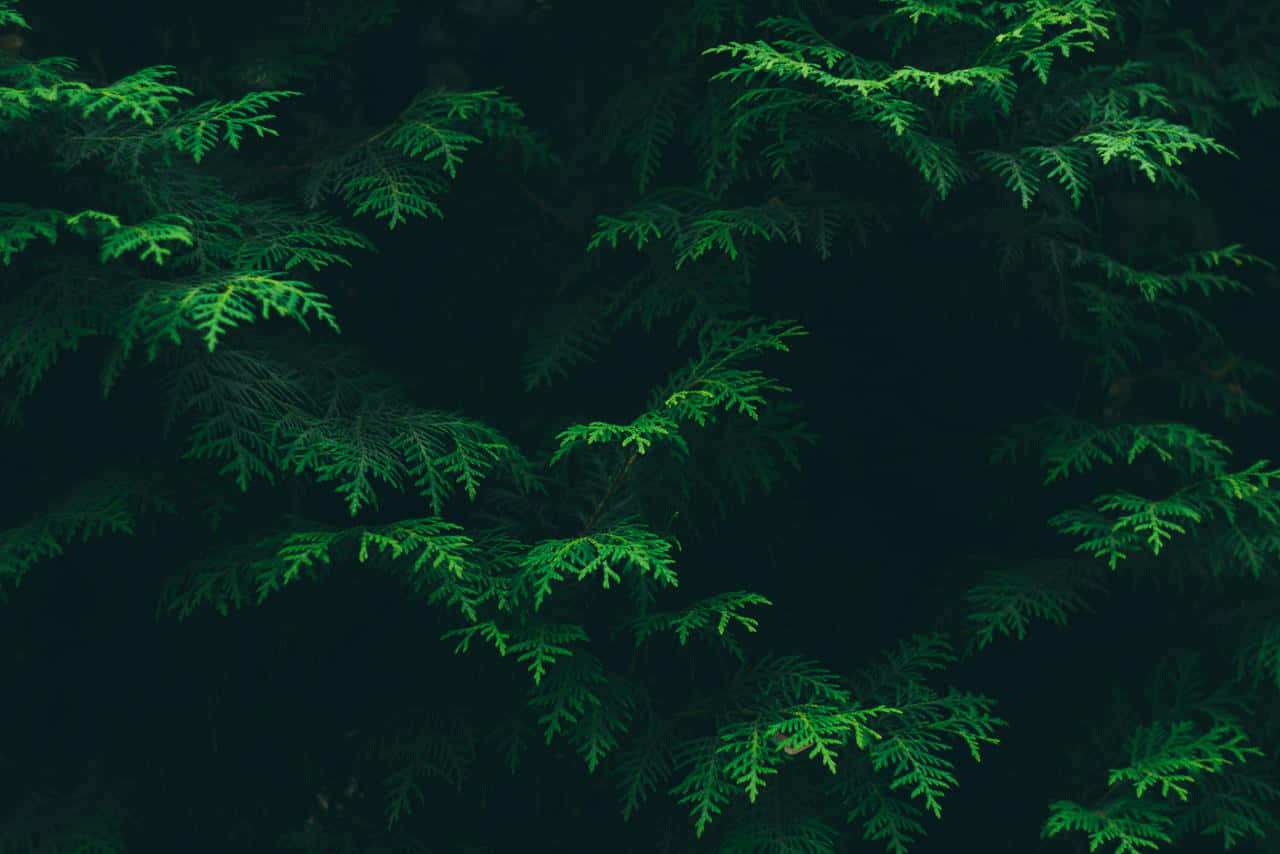 Dark Green Pine Branches Texture Background