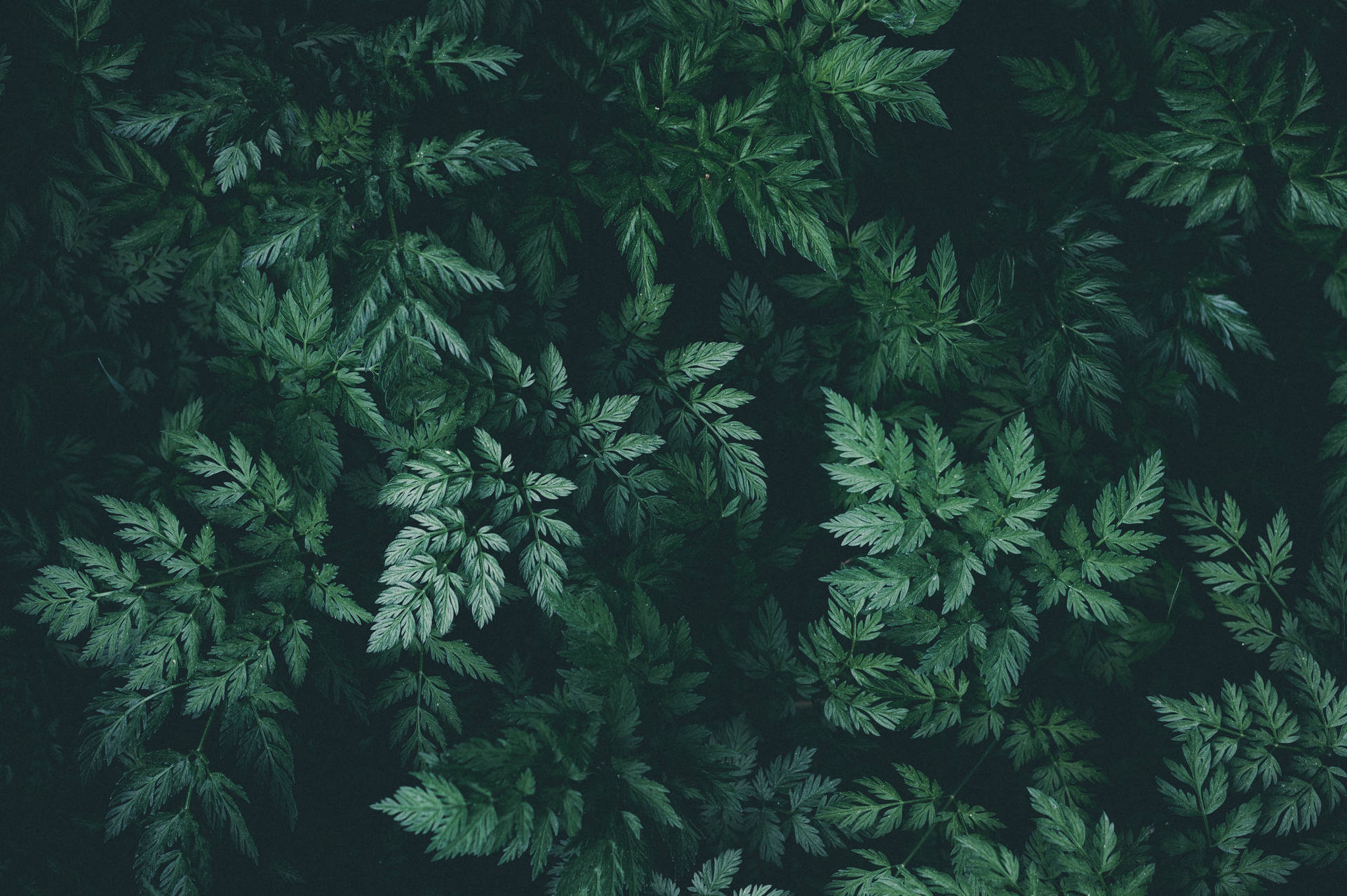 Dark Green Seamless Leaves Background