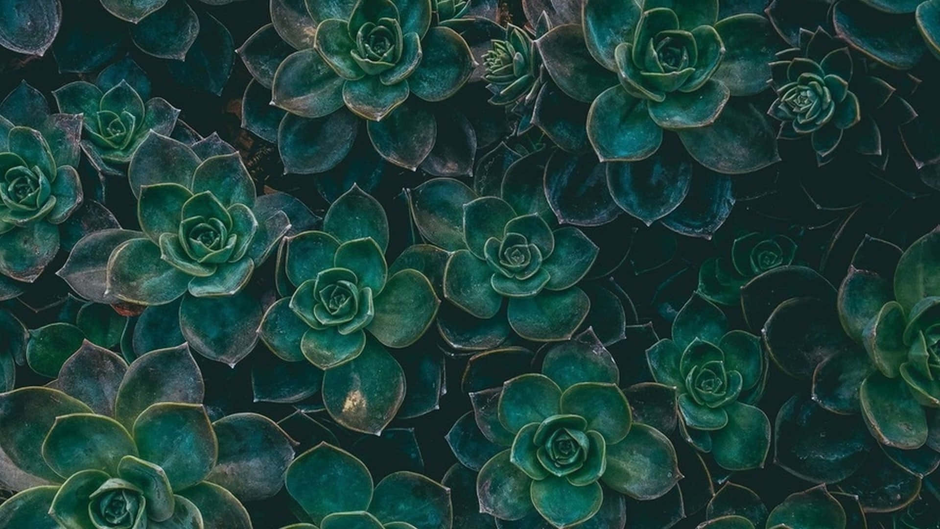 Dark Green Succulent Pattern Background