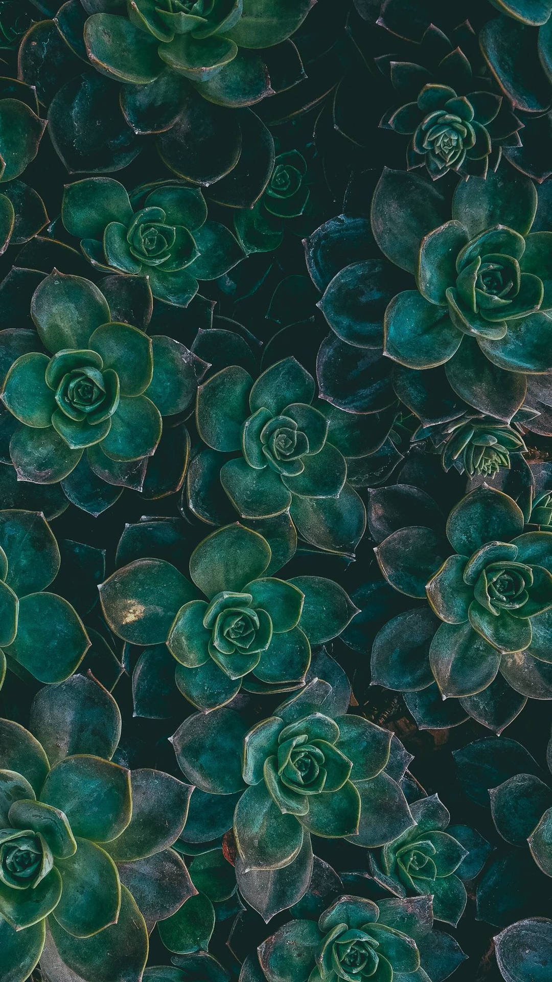 Dark Green Succulent Plants Iphone Background