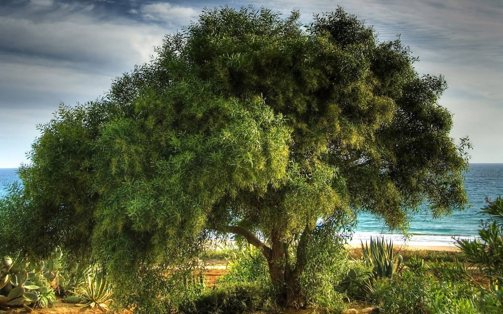 Dark Green Tree By The Sea Background