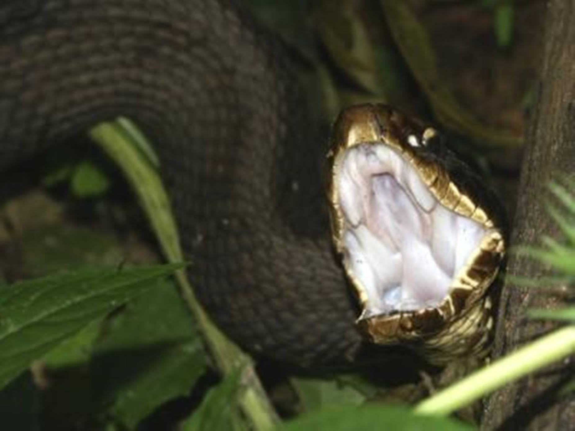 Dark Green Water Moccasin Cottonmouth Background