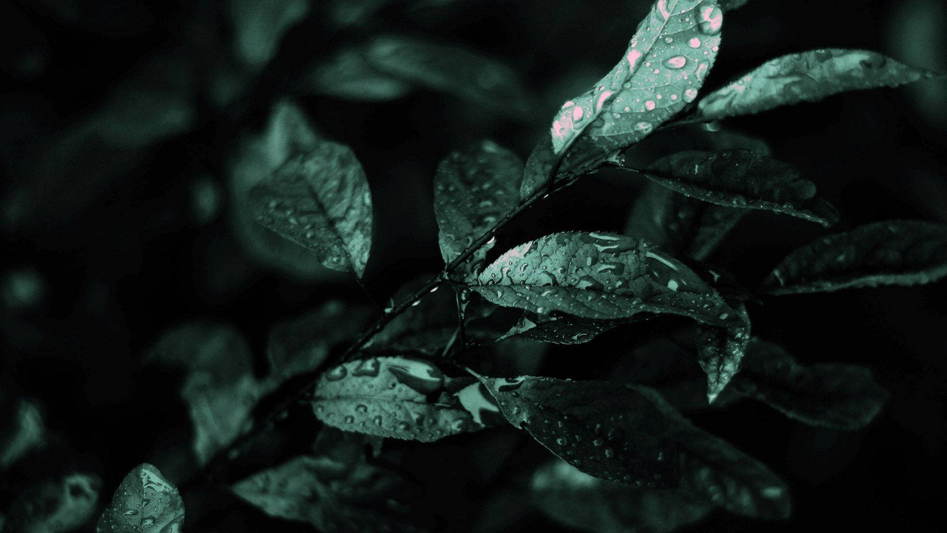 Dark Green Wild Leaves Aesthetic Background