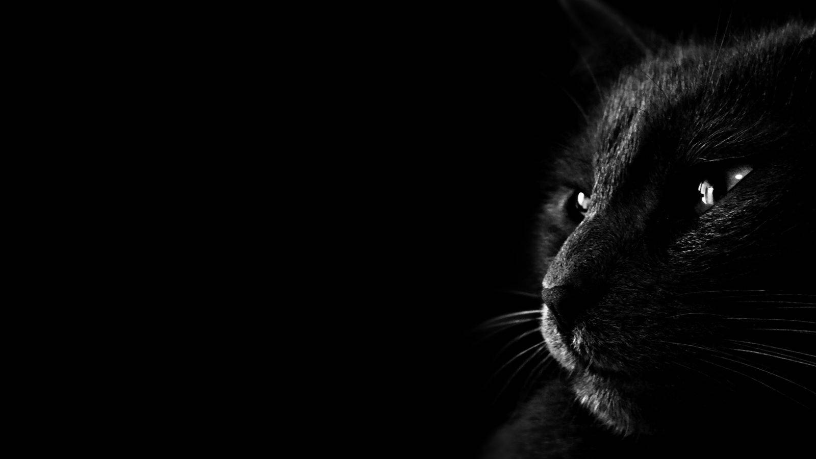 Dark Greyscale Cat Pc Background