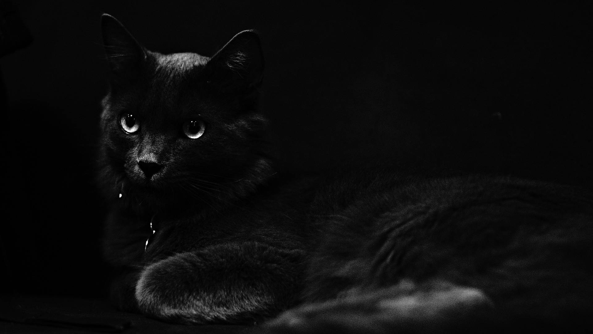 Dark Halloween Black Cat Background
