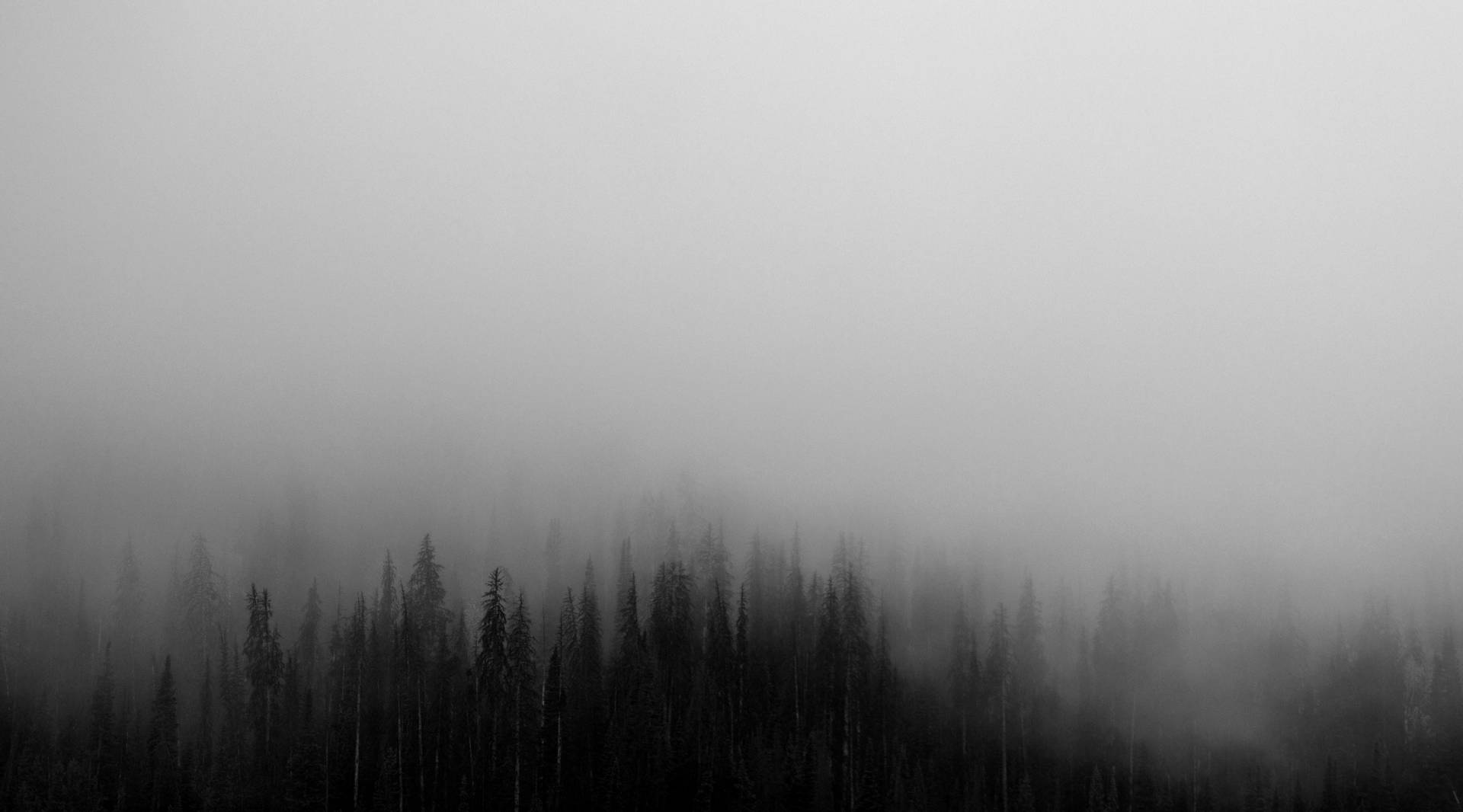 Dark Halloween Forest Mist Background