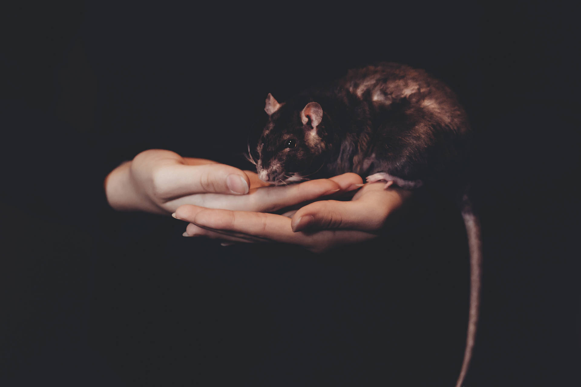 Dark Halloween Pet Rat Background