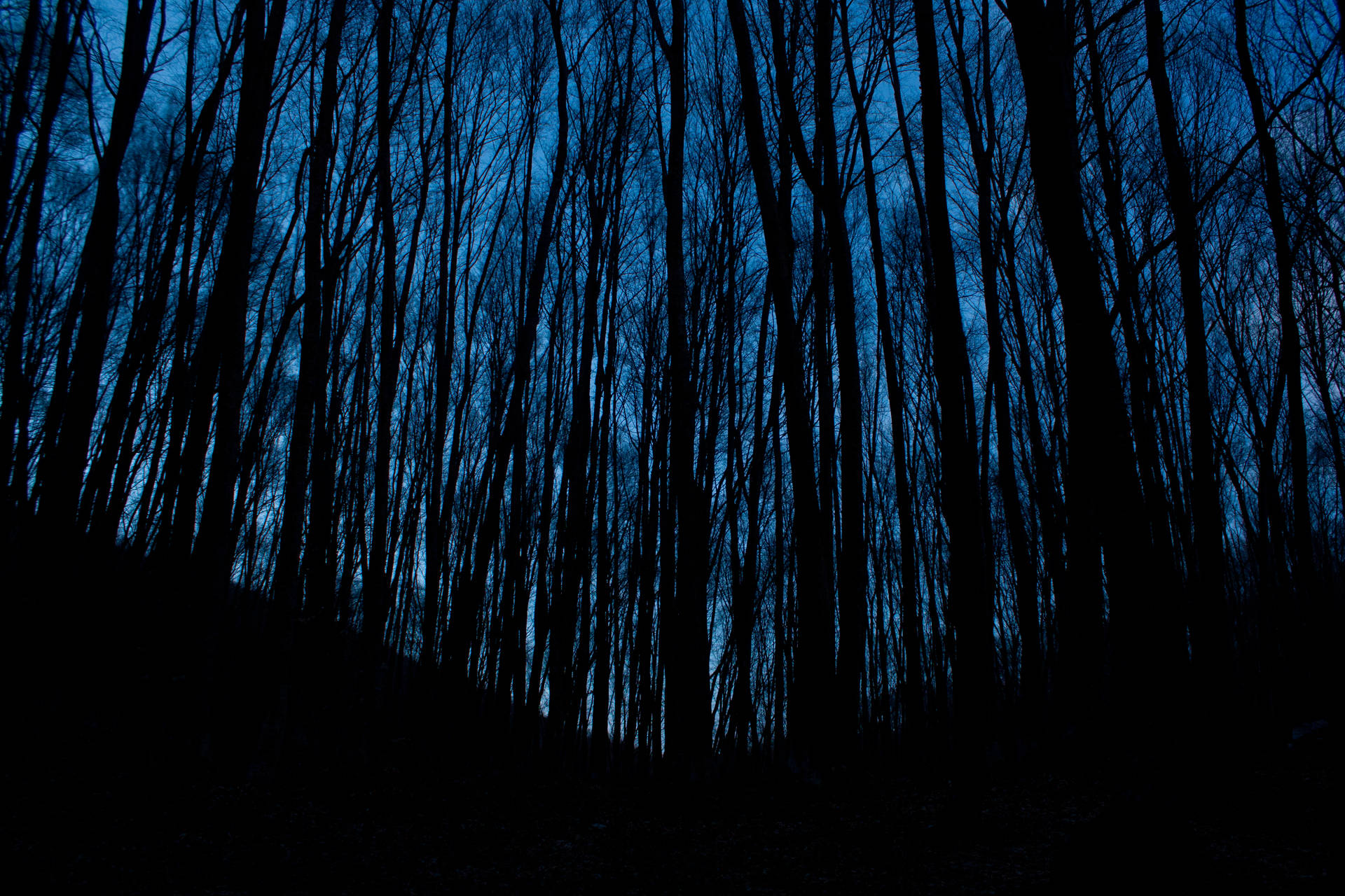 Dark Halloween Trees Background