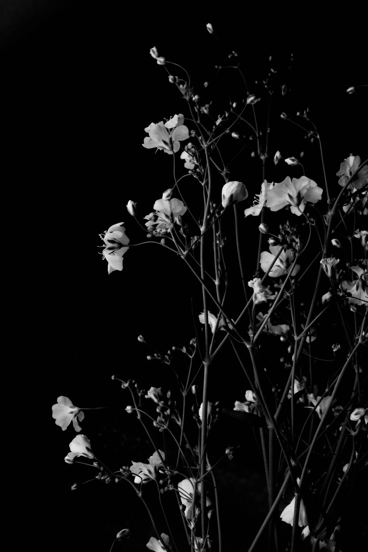 Dark Hd Flowers Monochrome Phone Background