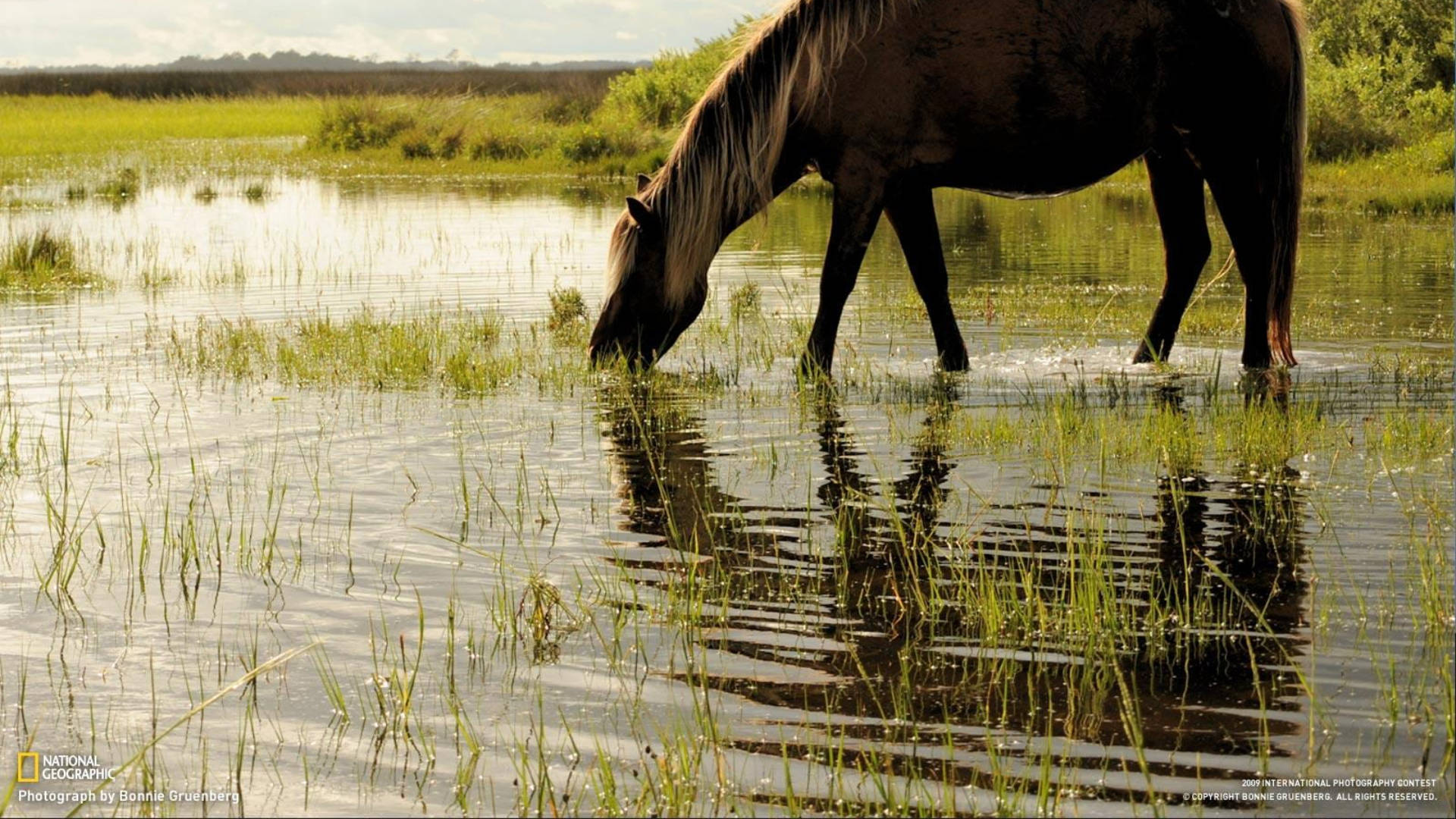 Dark Horse Drinking Water