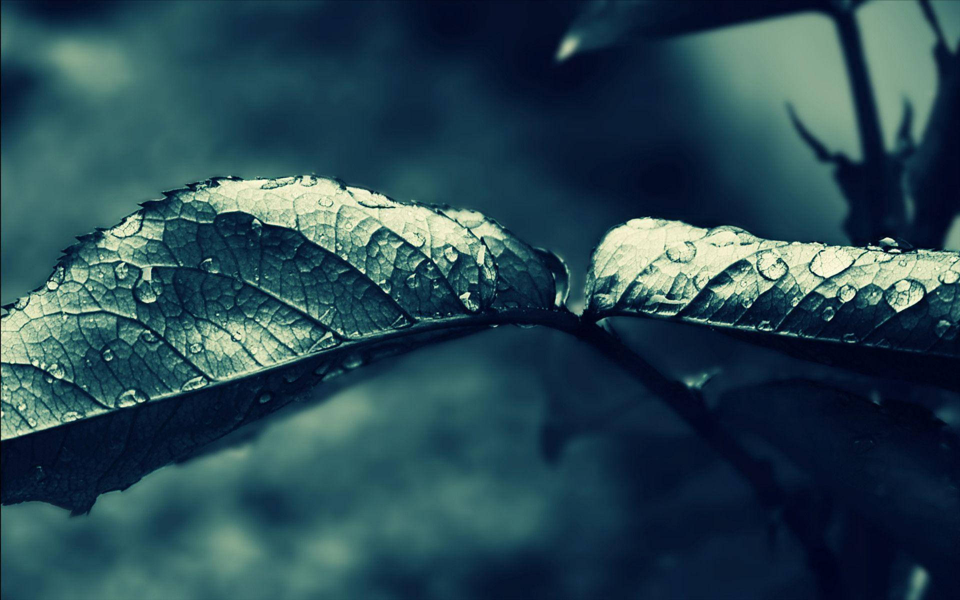 Dark Leaves Most Beautiful Rain Background