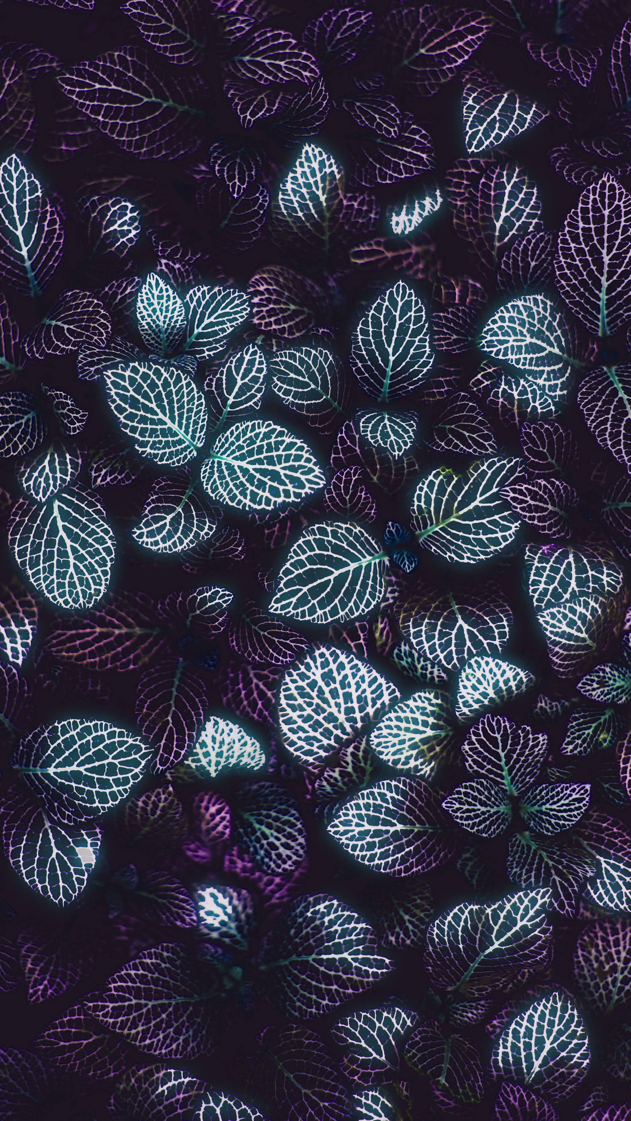 Dark Minimalist Plant Leaves Phone Background