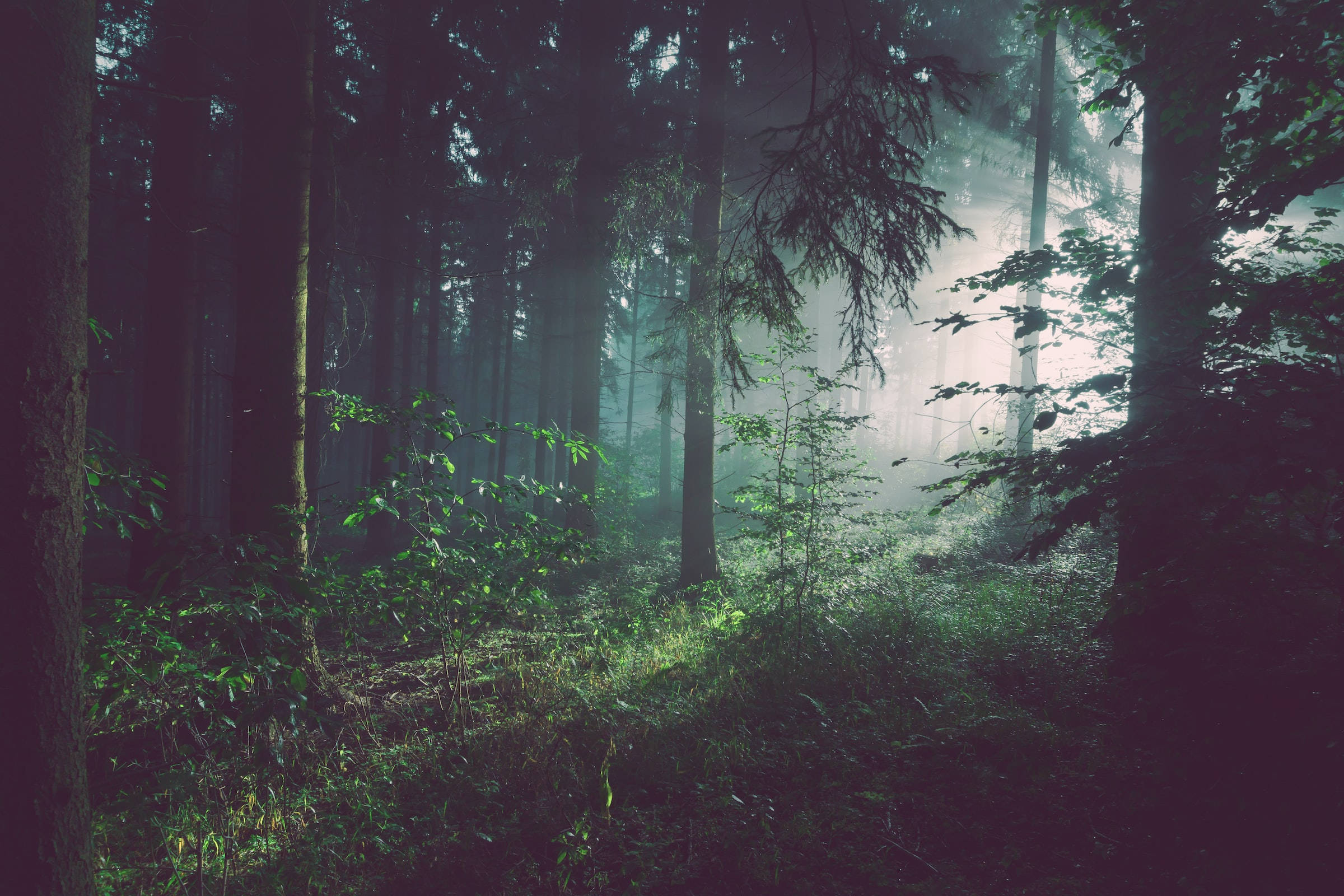 Dark Misty Forest Youtube Cover Background
