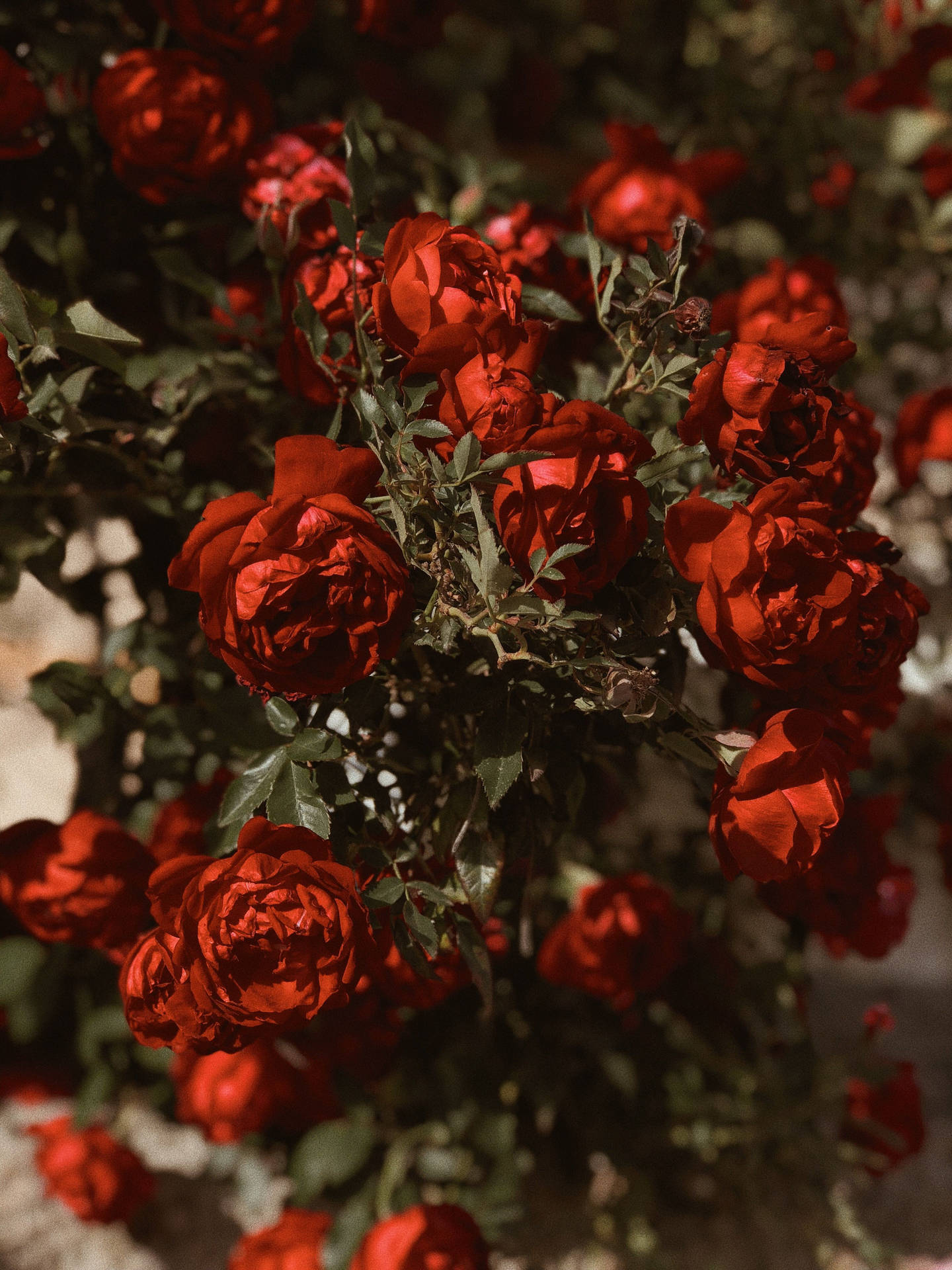 Dark Moody Red Roses Background