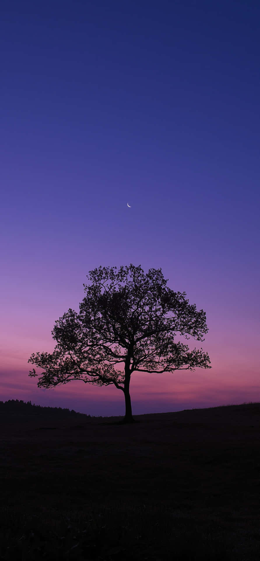 Dark Nature Illuminated By The Moonlight