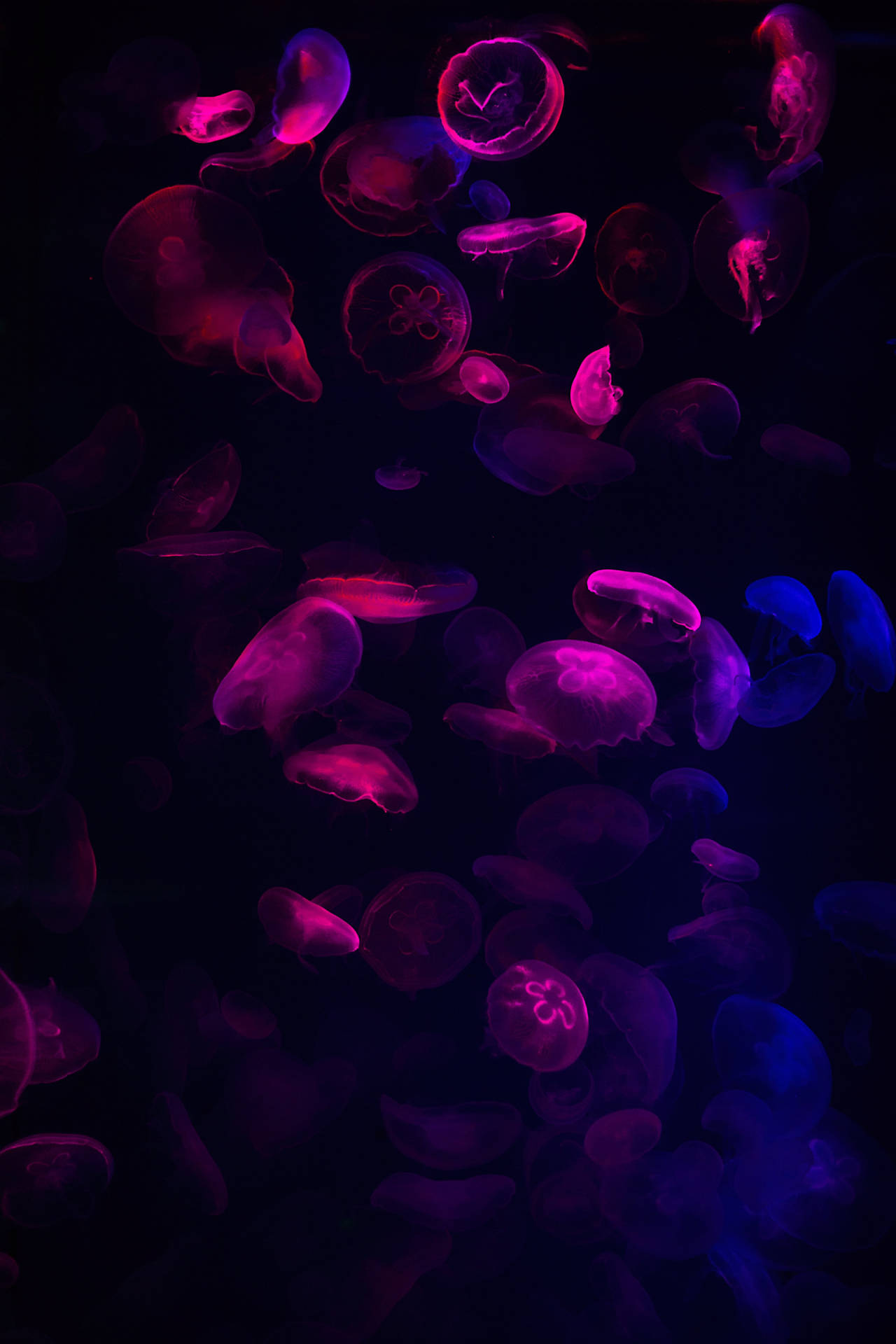 Dark Neon Pink Jellyfish