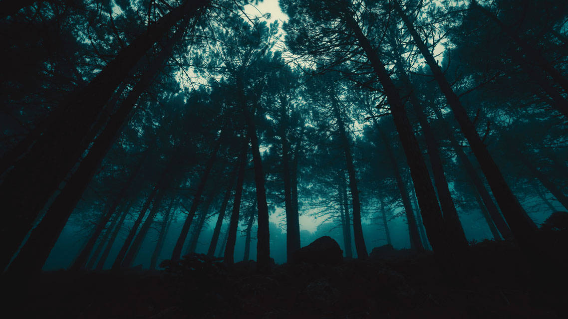 Dark Night Eerie Forest Background