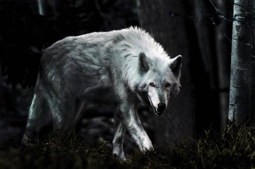 Dark Night Hd Wolf Background