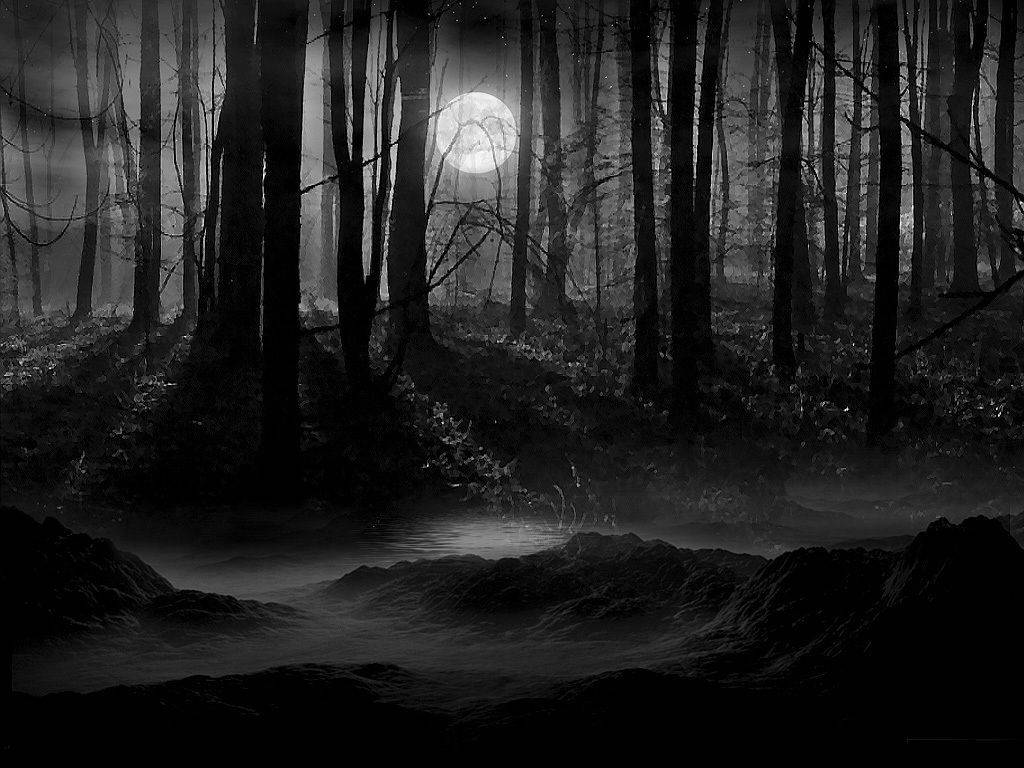Dark Night In Dense Woods Background